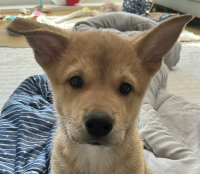 BISCUIT - Jindo (Korean) available for adoption