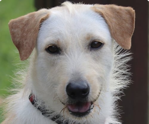 MARS - Mountain Dog / Terrier available for adoption