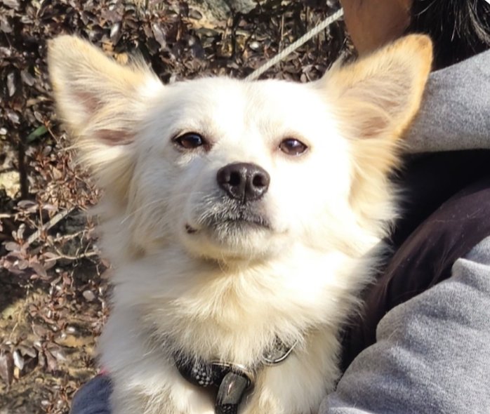 JAEIN - Jindo (Korean) / Corgi available for adoption