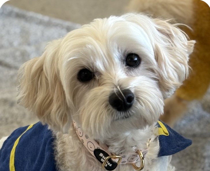 PICO - Maltese available for adoption