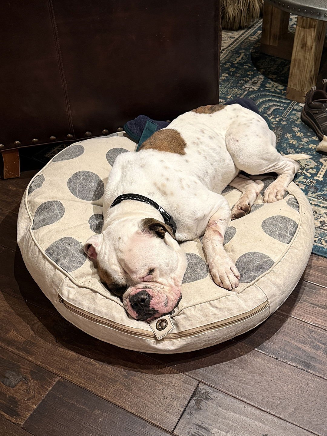 STORY - American Bulldog available for adoption