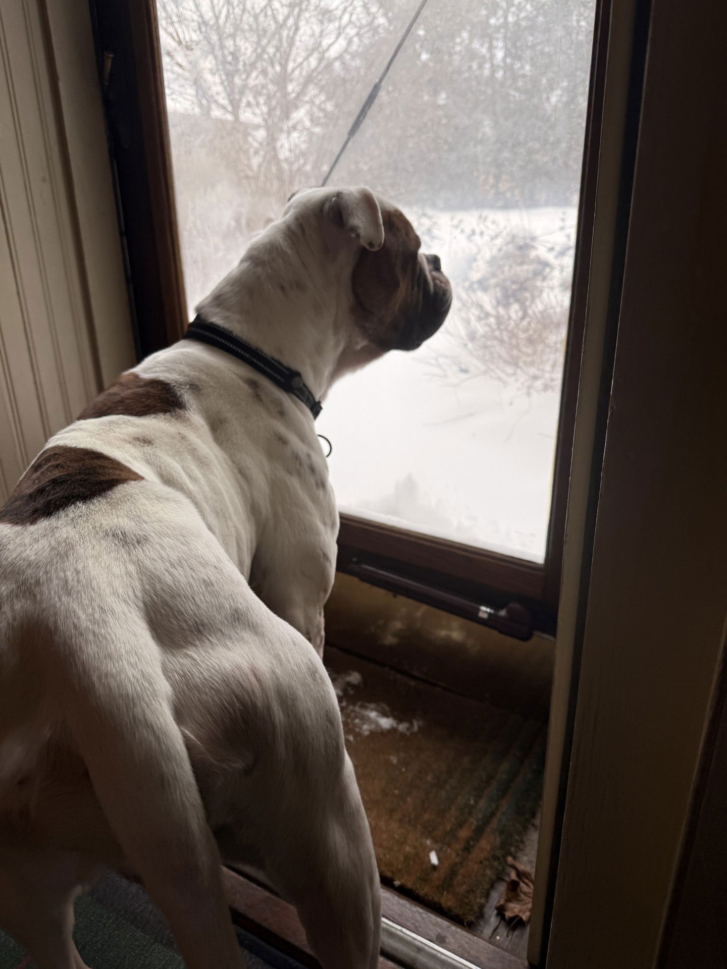 STORY - American Bulldog available for adoption