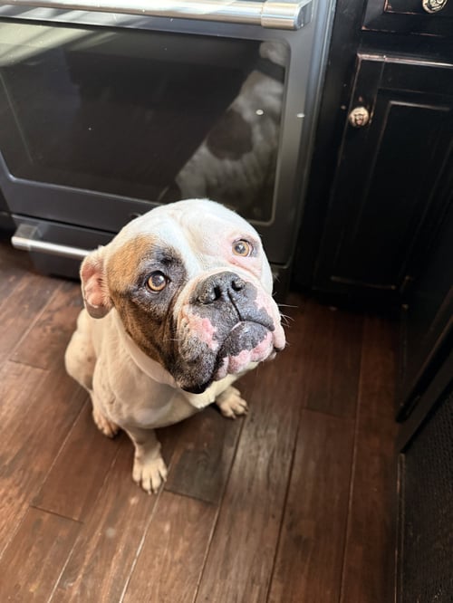 STORY - American Bulldog available for adoption