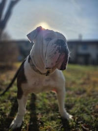 Aleeya - Photo 1