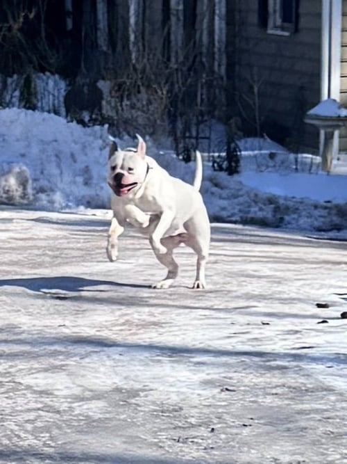 CLAUDIA - American Bulldog available for adoption
