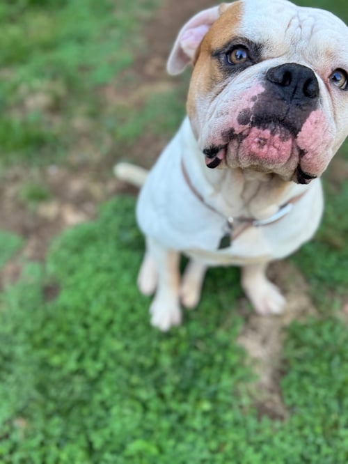 FERDINAND - American Bulldog available for adoption