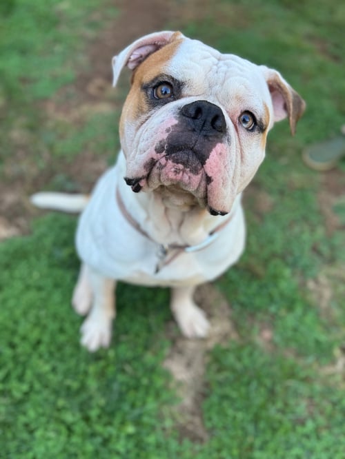 FERDINAND - American Bulldog available for adoption