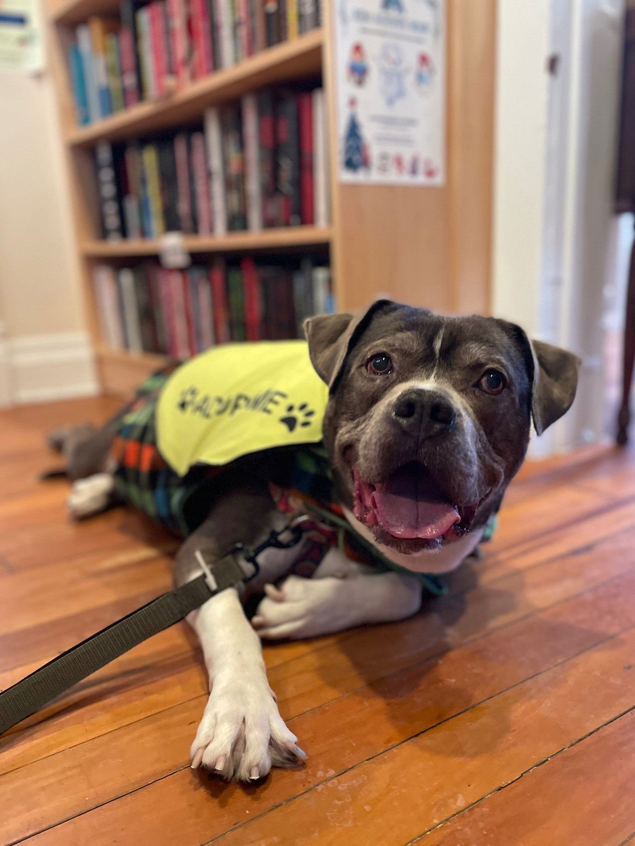 WINSTON - Pit Bull Terrier available for adoption