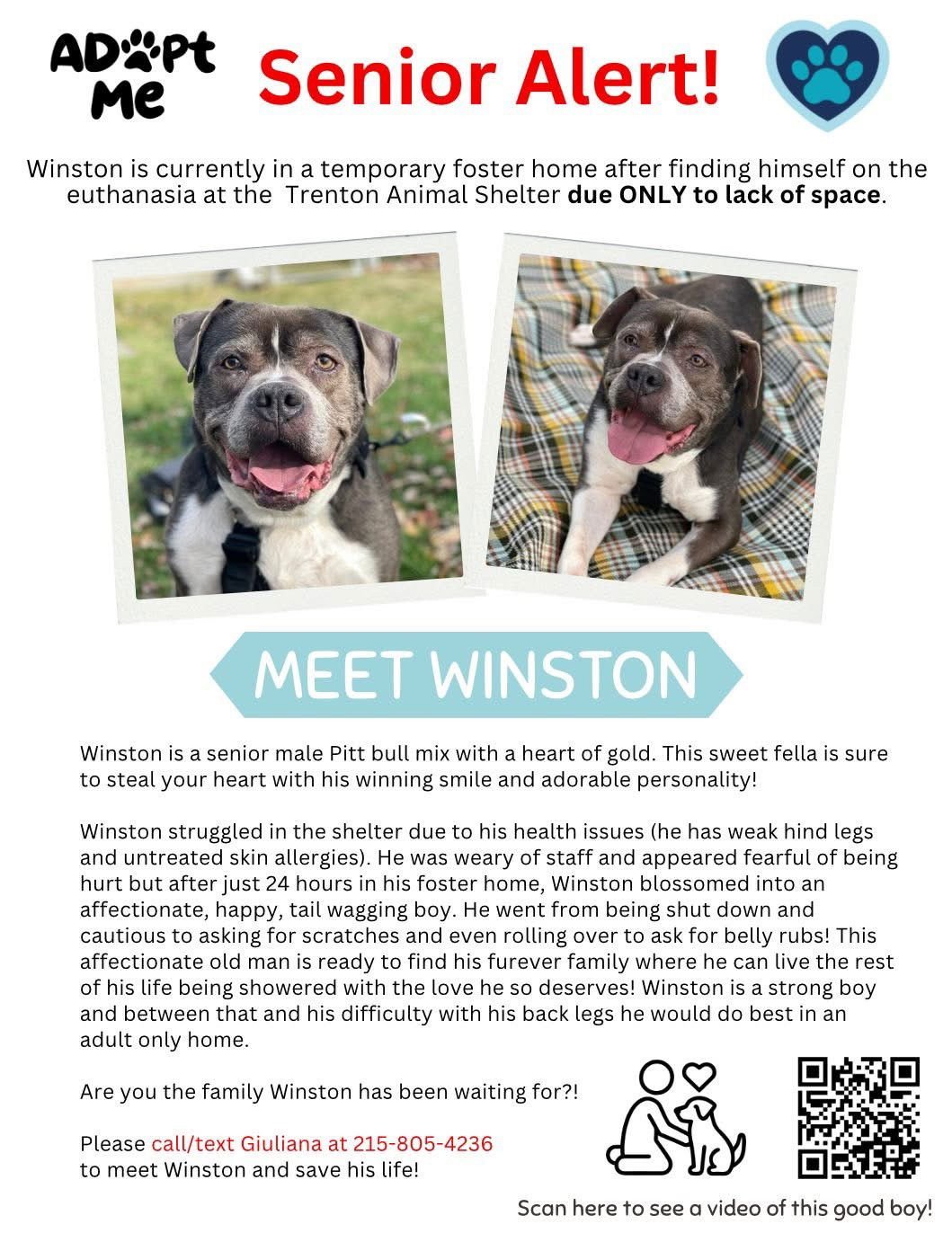 WINSTON - Pit Bull Terrier available for adoption