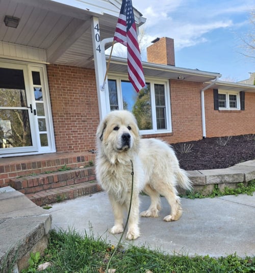 THOR - Great Pyrenees available for adoption