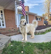 Thor - Photo 3