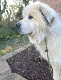 Thor - Photo 4