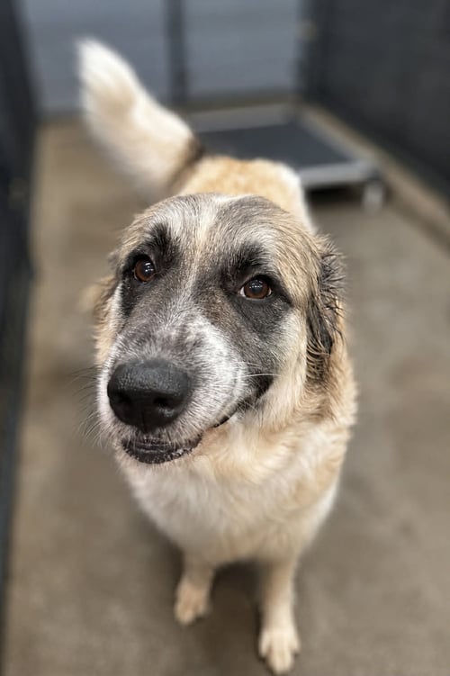 SHADOW - Great Pyrenees available for adoption
