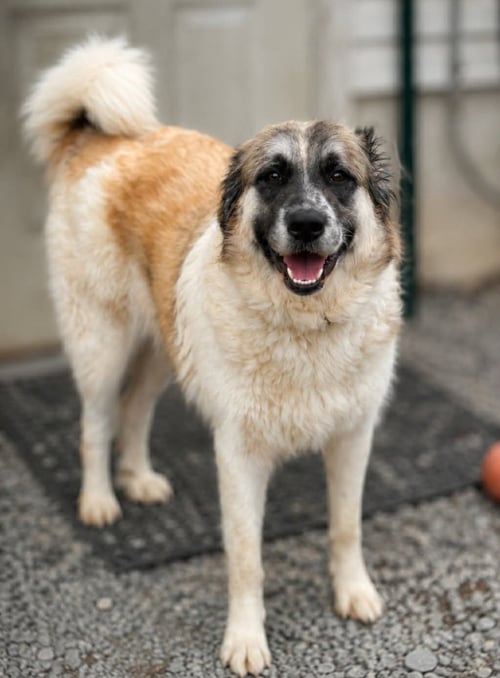 SHADOW - Great Pyrenees available for adoption