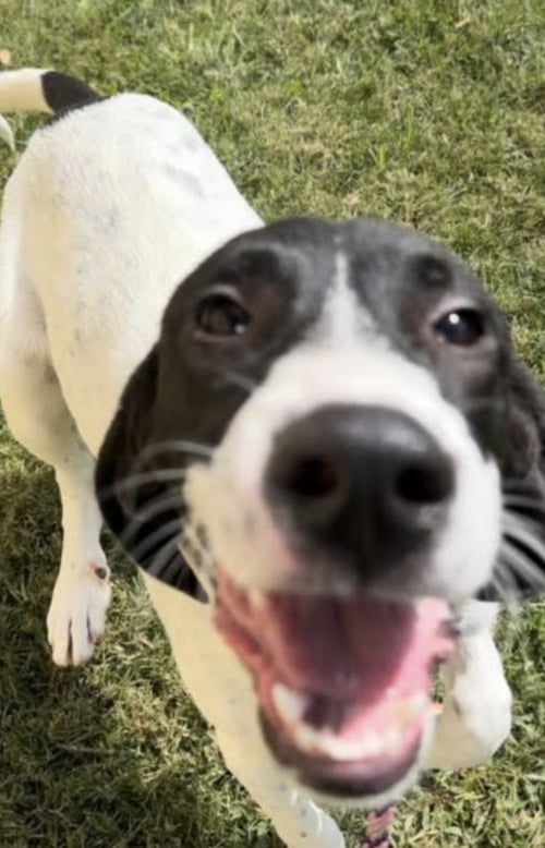 BRIGGS - Hound available for adoption