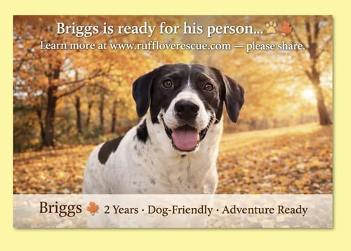 BRIGGS - Hound available for adoption