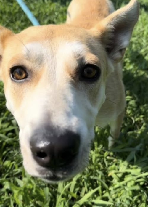 SELAH - Husky available for adoption