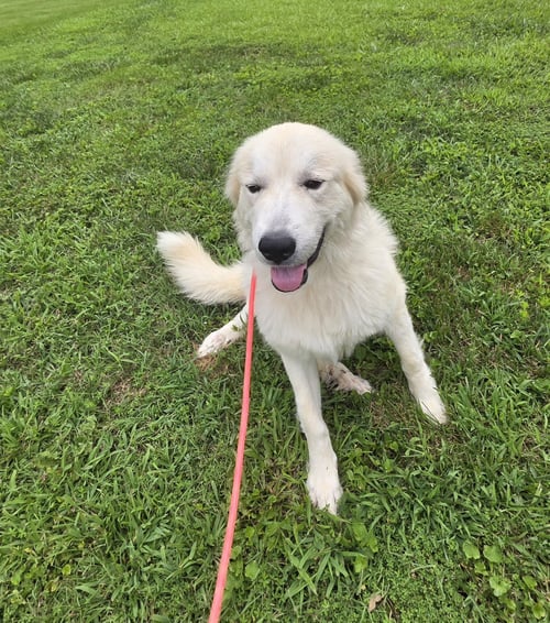 MARLOWE - Great Pyrenees available for adoption