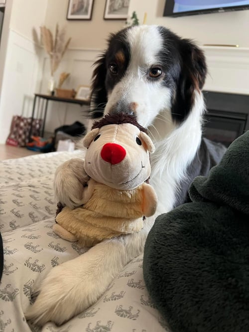 LUKA (COURTESY LISTING) - Australian Shepherd available for adoption
