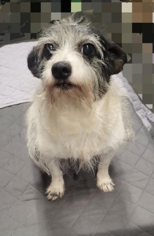 DOTTI - Wirehaired Fox Terrier available for adoption