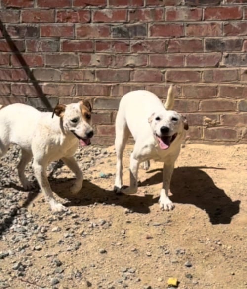 RIVER - Cattle Dog available for adoption