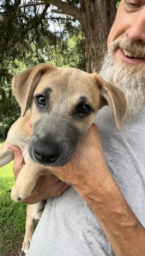 BEAUFORT - Hound available for adoption