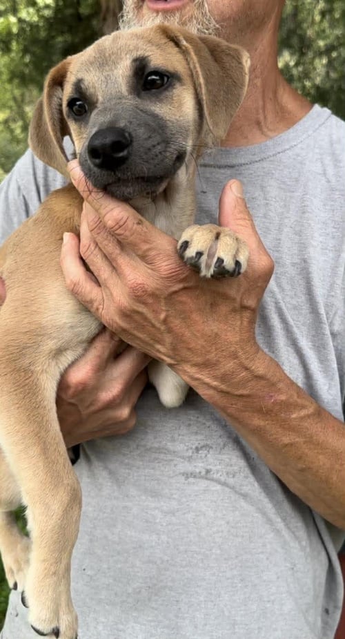 BEAUFORT - Hound available for adoption