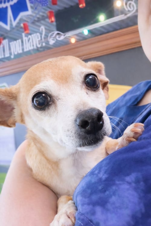 SUGAR CHI - Chihuahua available for adoption