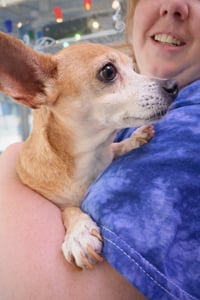 Sugar Chi - Photo 4