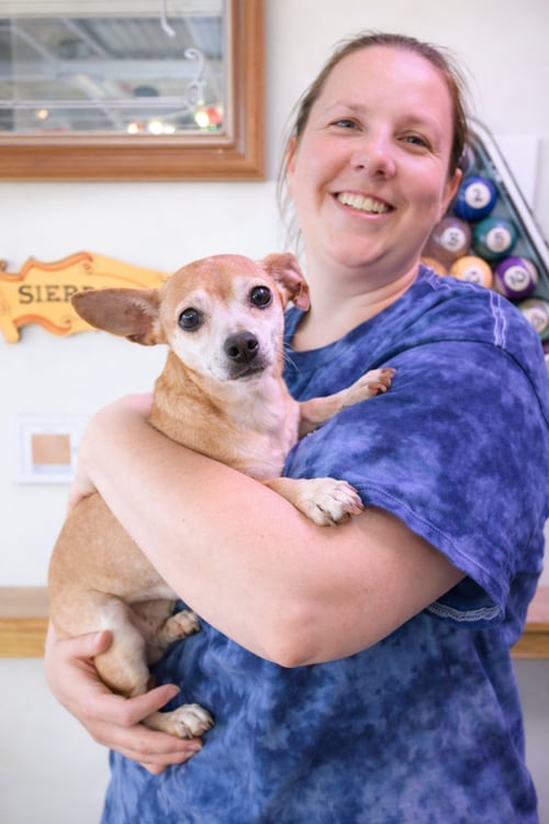 SUGAR CHI - Chihuahua available for adoption