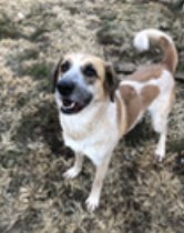 PAISLEY - Great Pyrenees available for adoption