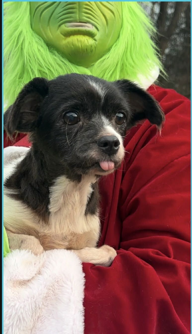 EDITH - Unknown available for adoption