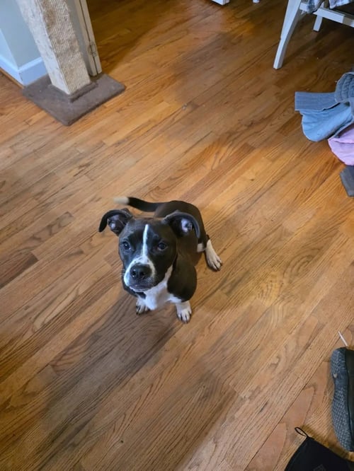 CJ - Basset Hound / Pit Bull Terrier available for adoption