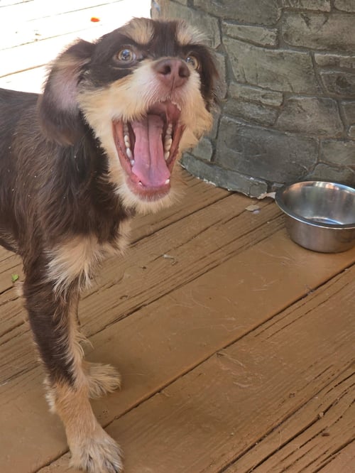 CALEB - Spaniel available for adoption