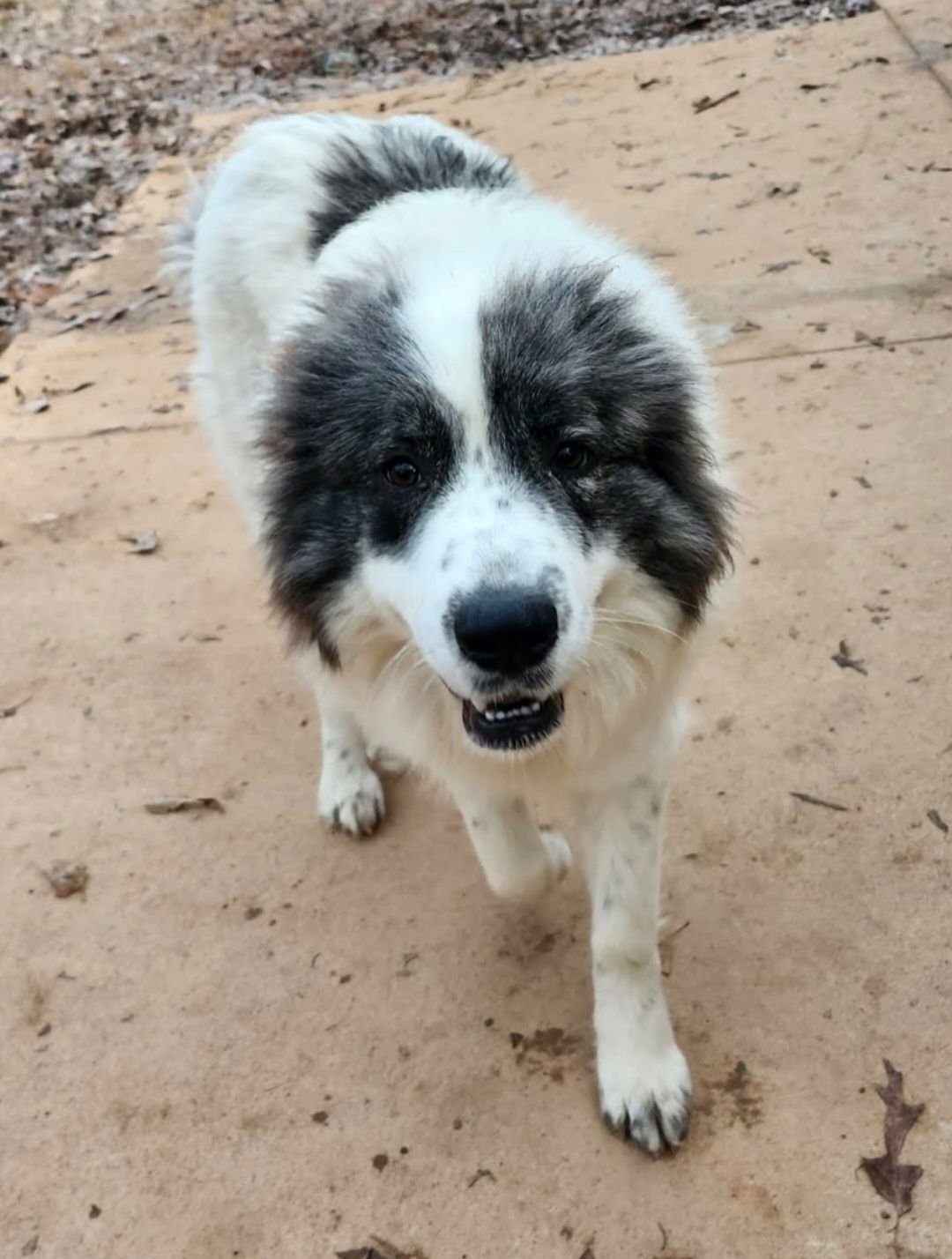 JOSEPHINE - Great Pyrenees available for adoption