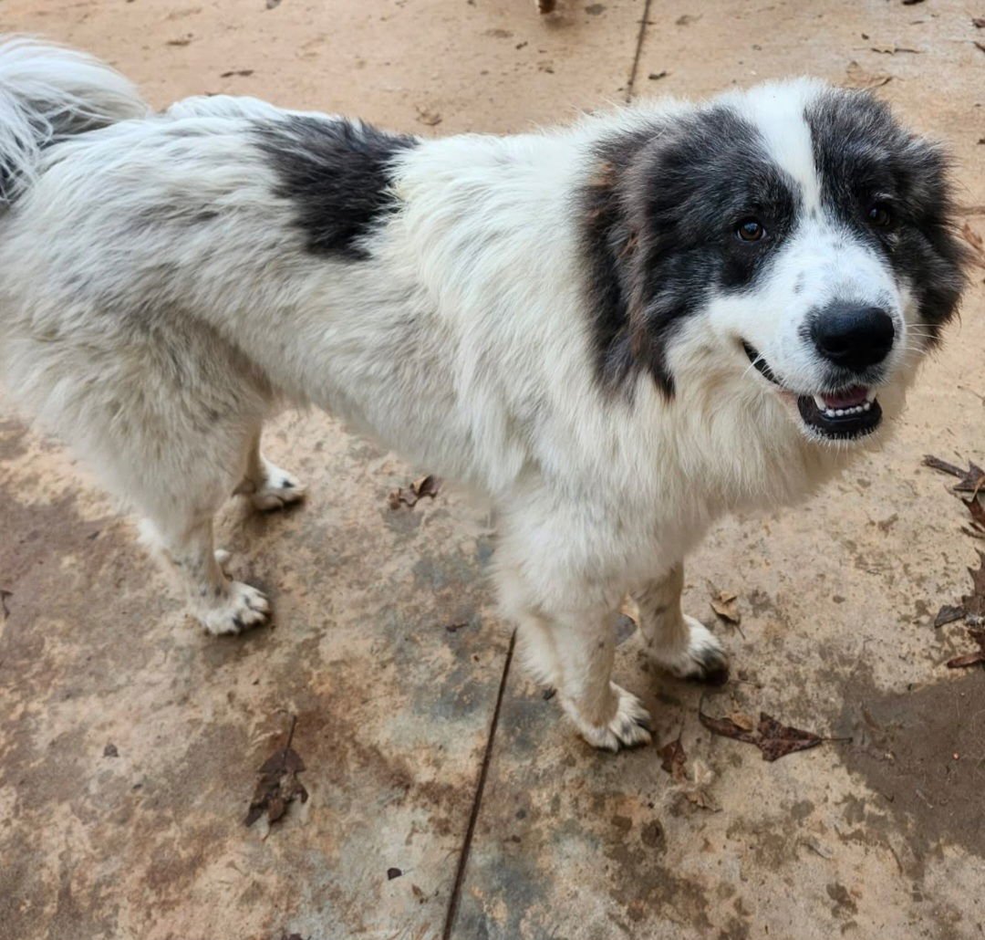 JOSEPHINE - Great Pyrenees available for adoption