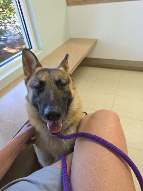 FINLEY - German Shepherd Dog / Belgian Shepherd Malinois available for adoption
