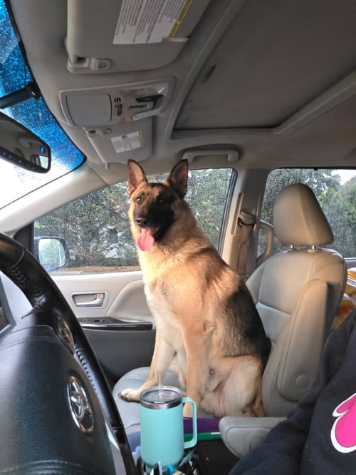 FINLEY - German Shepherd Dog / Belgian Shepherd Malinois available for adoption