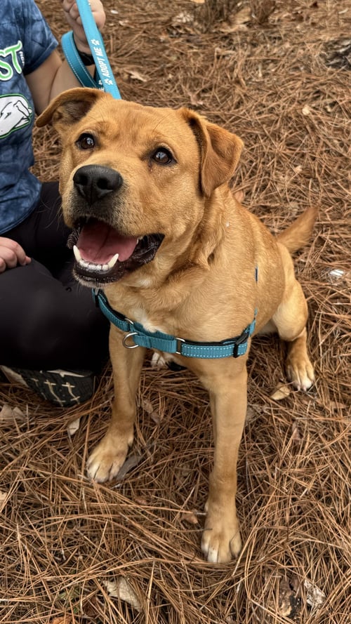 RUSTY - Unknown available for adoption