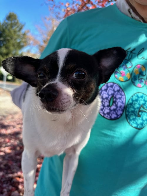 JULIO - Chihuahua available for adoption
