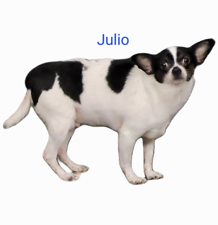Julio Image