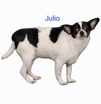 Julio - Photo 1