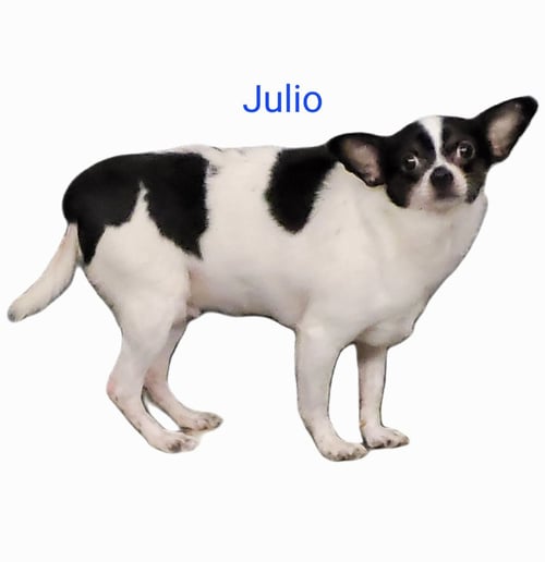 JULIO - Chihuahua available for adoption