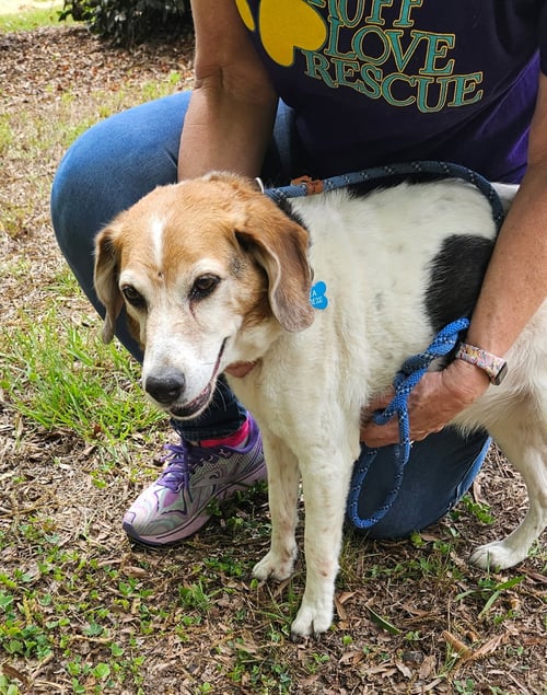 SASSY - Beagle available for adoption