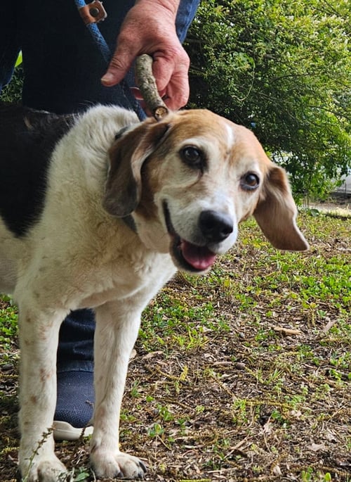 SASSY - Beagle available for adoption