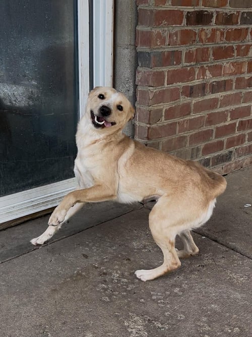 NYLA - Labrador Retriever available for adoption