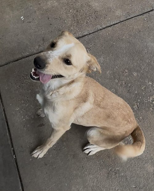 NYLA - Labrador Retriever available for adoption