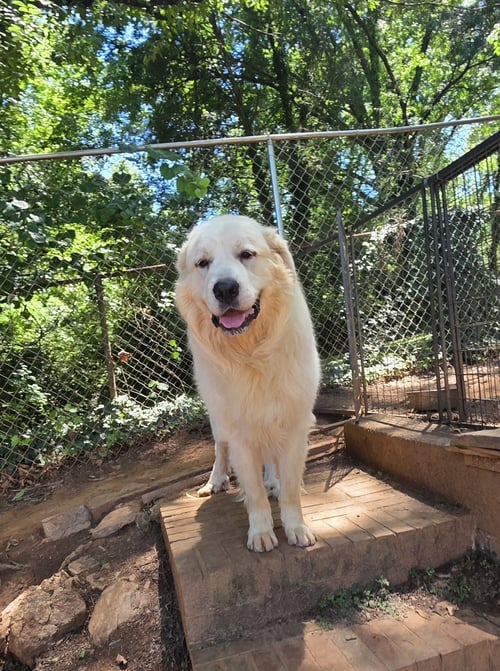 CLYDE - Great Pyrenees available for adoption