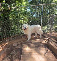 Clyde - Photo 2