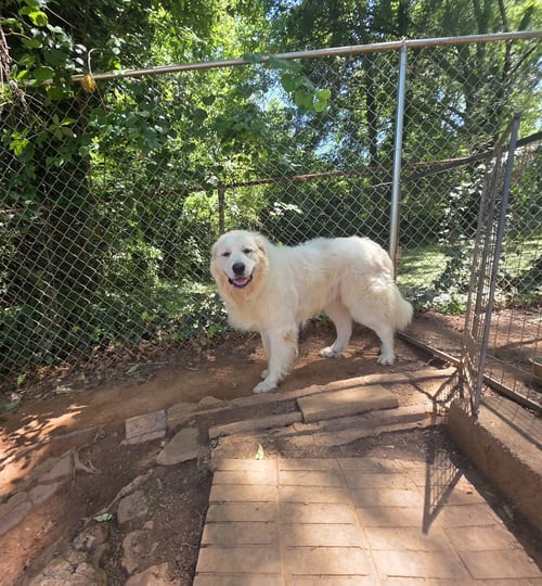 CLYDE - Great Pyrenees available for adoption